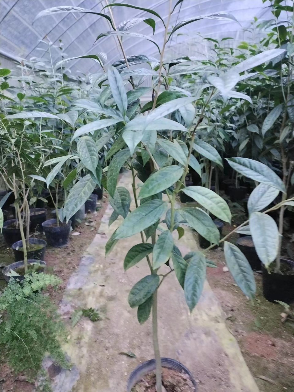 CÂY TRÀ HOA VÀNG CAO 80CM-1M(>)