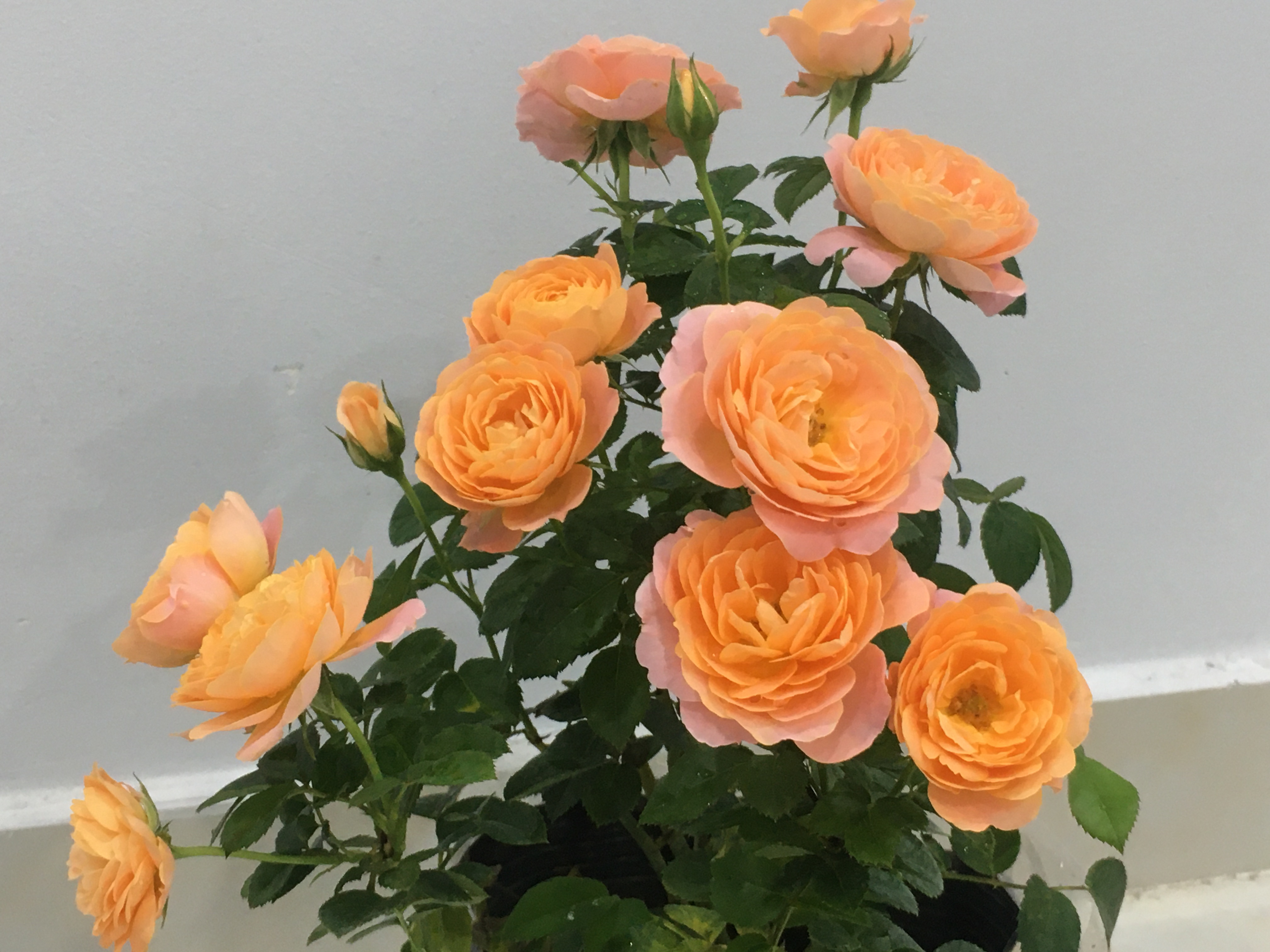 Hoa hồng Ngoại Tezza Cam cá hồi Rose