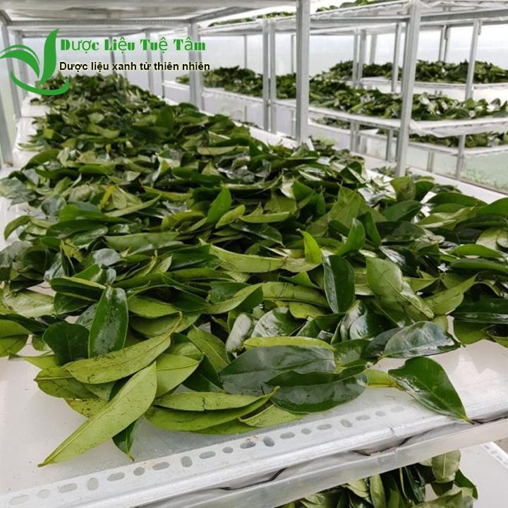 1kg lá mảng cầu xiêm - cao cấp
