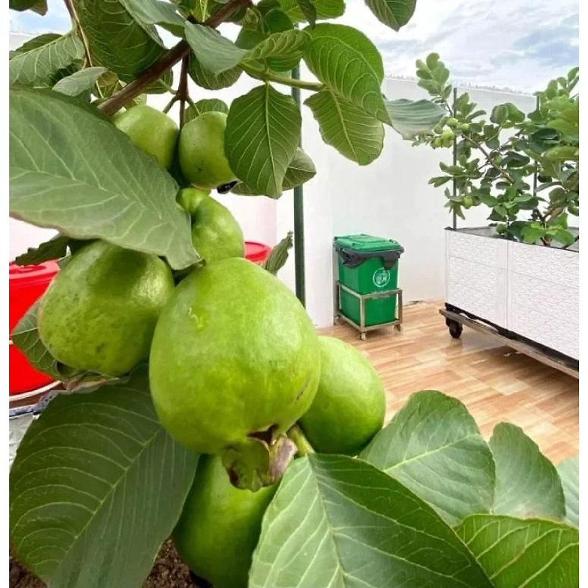 Cây giống ổi nữ hoàng siêu trái (trồng chậu)