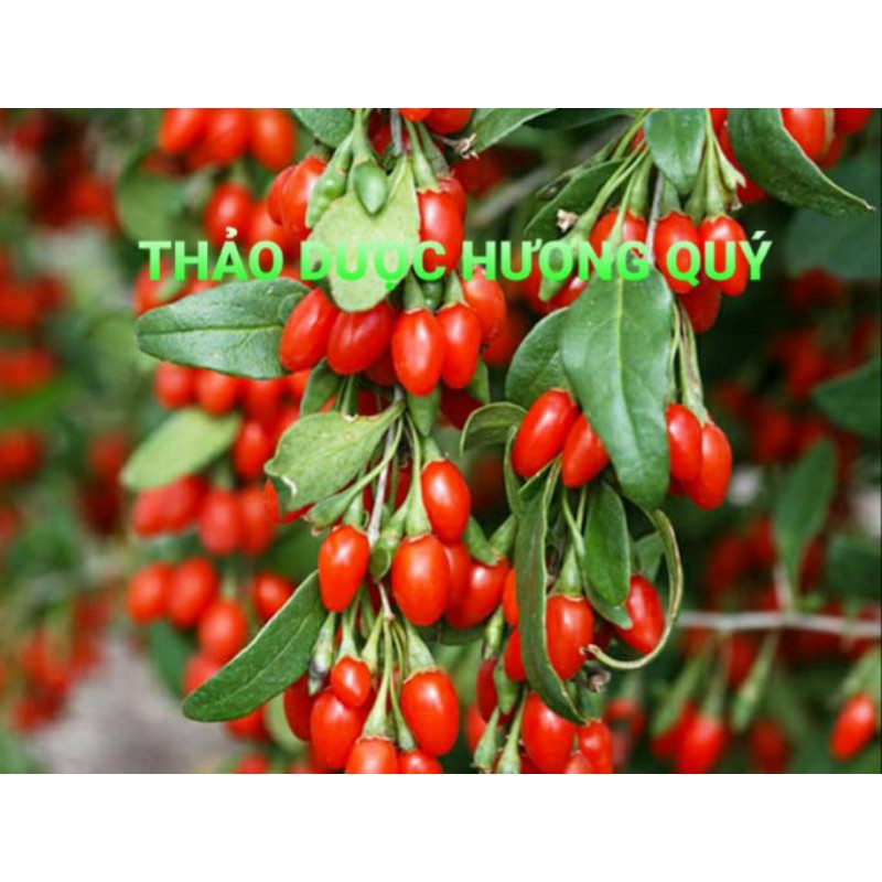 200GR KỶ TỬ KHÔ, SẠCH LOẠI ĐẸP (CÂU KỶ TỬ)