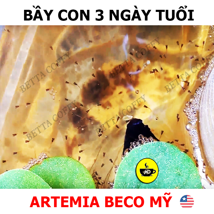 Nắp Ấp Artemia