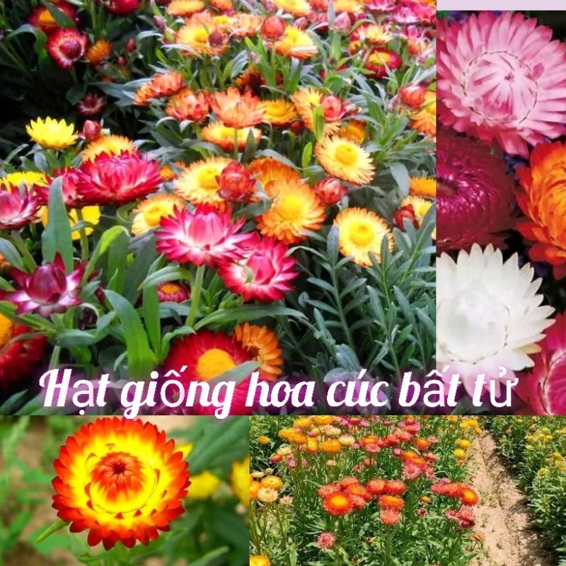 Hạt giống hoa cúc bất tử mix màu -gói 50 hạt-gieo trồng quanh năm
