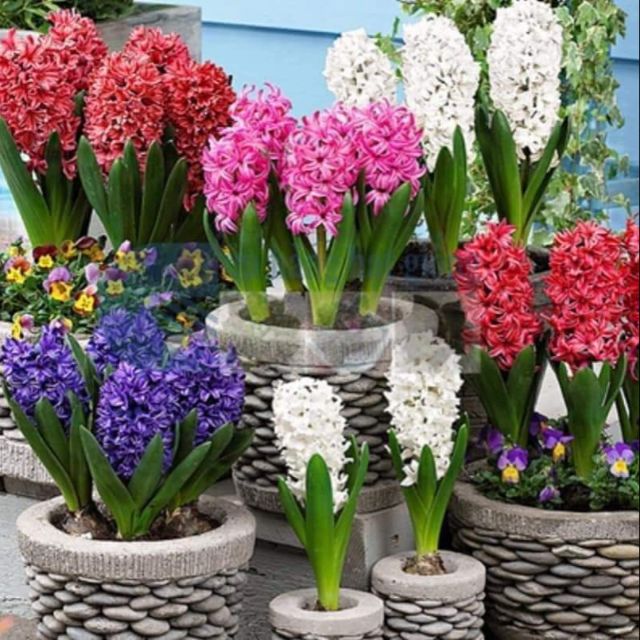 CỦ HOA TIÊN ÔNG 7 MÀU (dạ lan hương)