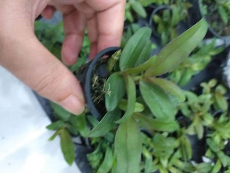 giả hac di linh tím xuân