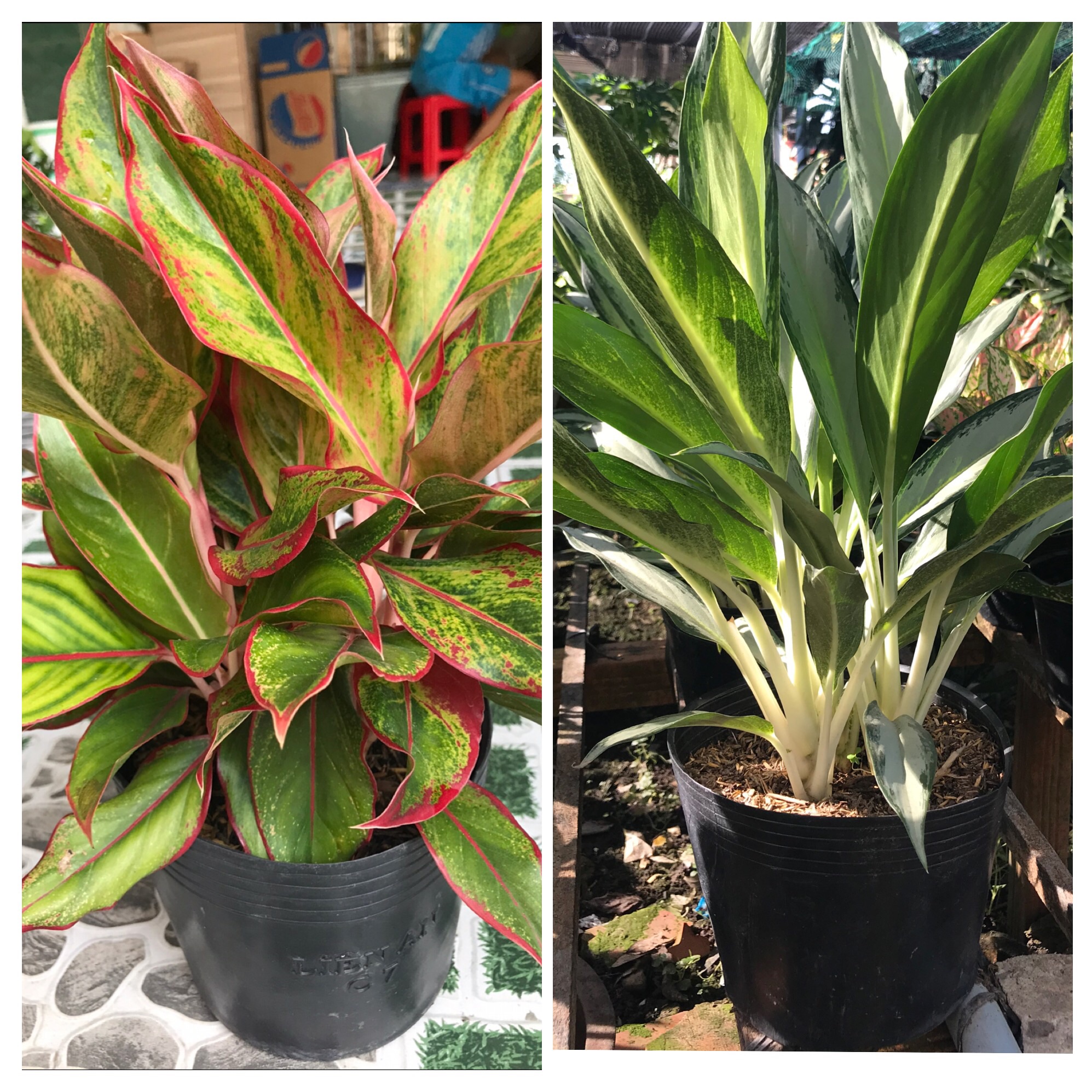 Combo phong thủy tiết kiệm ( phú quý + giữ tiền) tặng phân bón cho cây trang trí Cây thịnh vượng