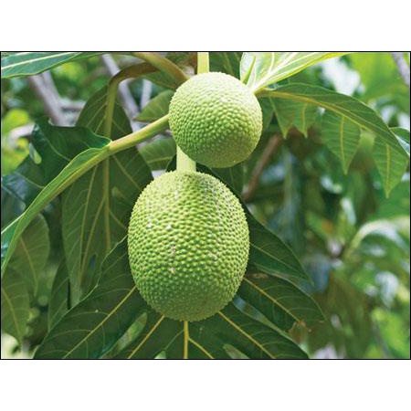 Cây giống Sa Kê - Artocarpus Altilis
