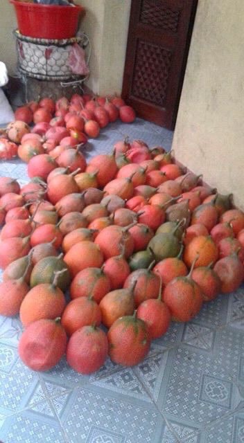 Bi lăn dầu gấc cho môi đỏ môi mềm