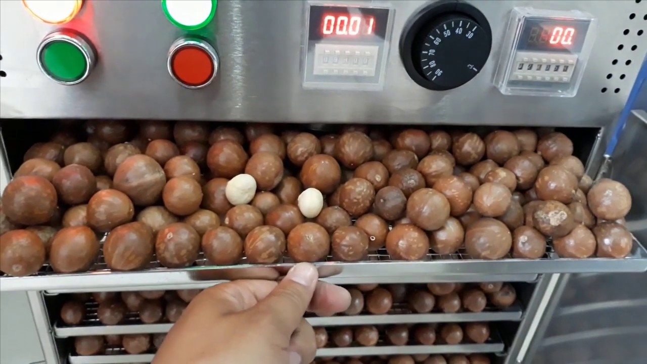 500G HẠT MẮC CA ĐĂK LĂK SẤY