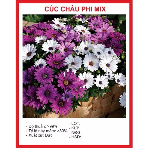 Hạt Giống Cúc Châu Phi Mix 20 hạt