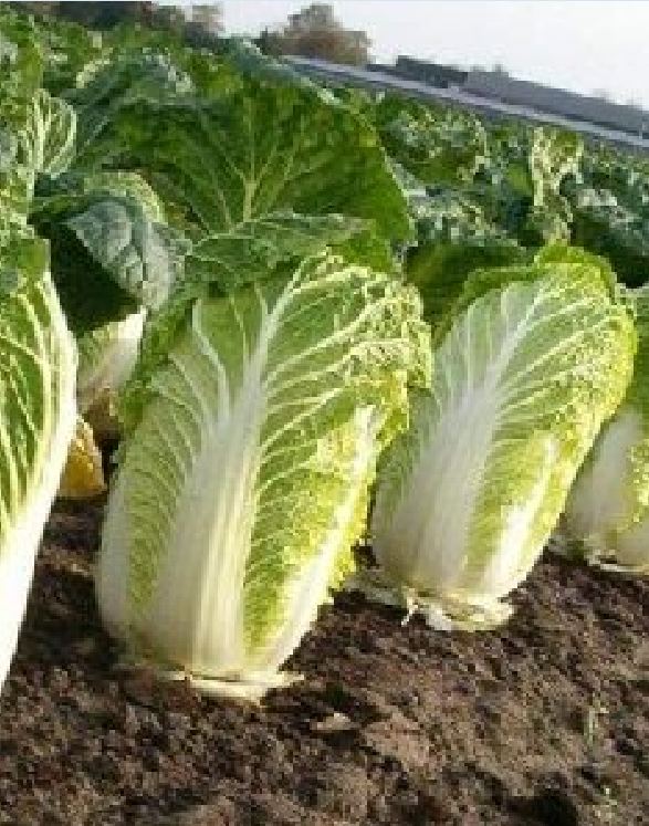 Hạt Giống Cải Thảo F1 - Gói 100 hạt