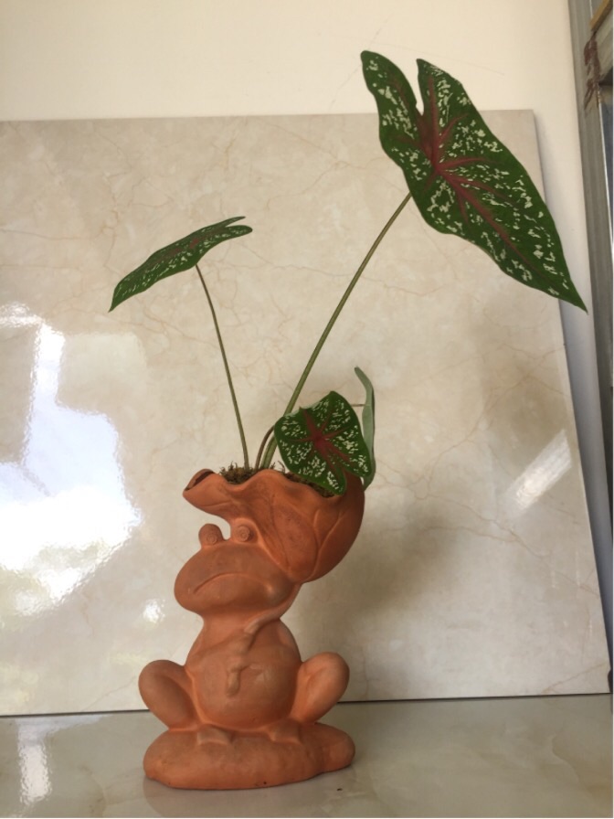 Chậu đất nung hình thú