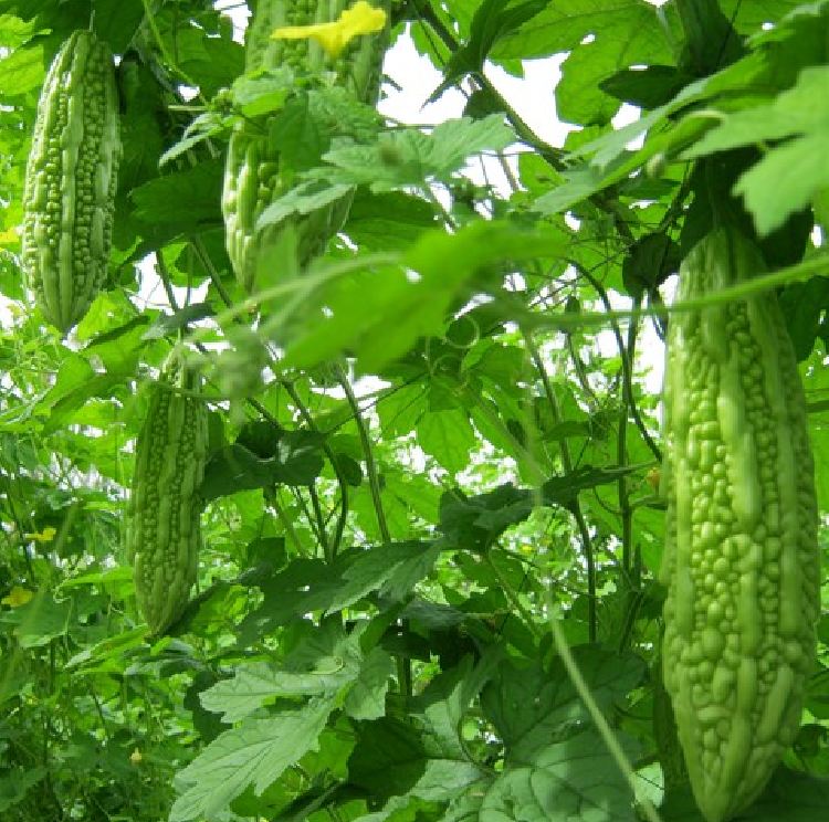 Hạt giống khổ qua mỡ ta - Gói 10 Hạt