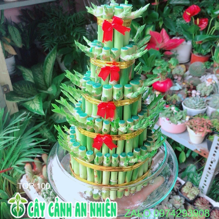 Chậu trúc phát tài 5 tầng