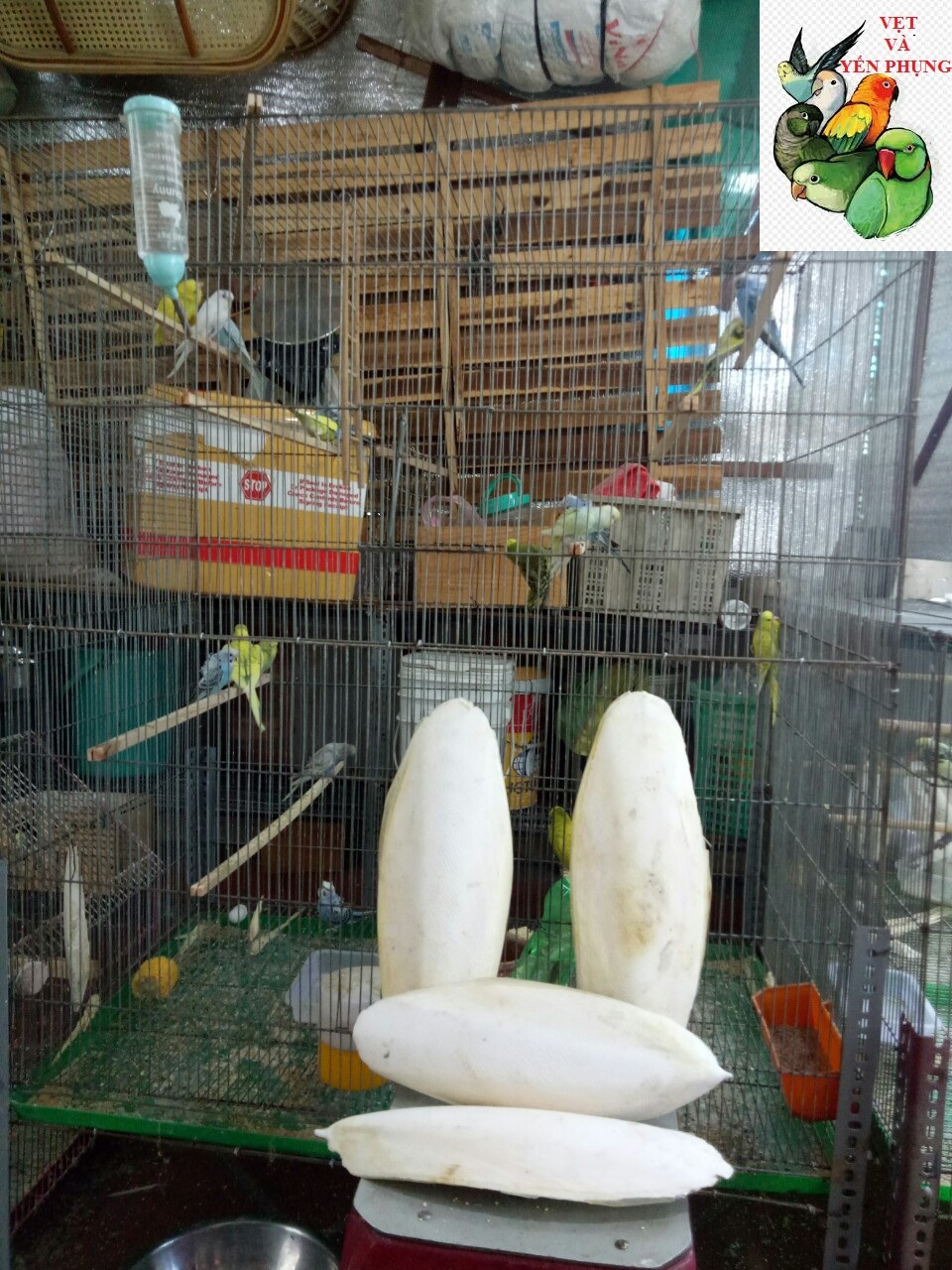 1 CÁI NAN MỰC NGUYÊN MIẾNG CHO CHIM,VẸT, YẾN PHỤNG, LÀM SƯƠNG SA, LÀM THUỐ.C CH.ỮA BỆN.H