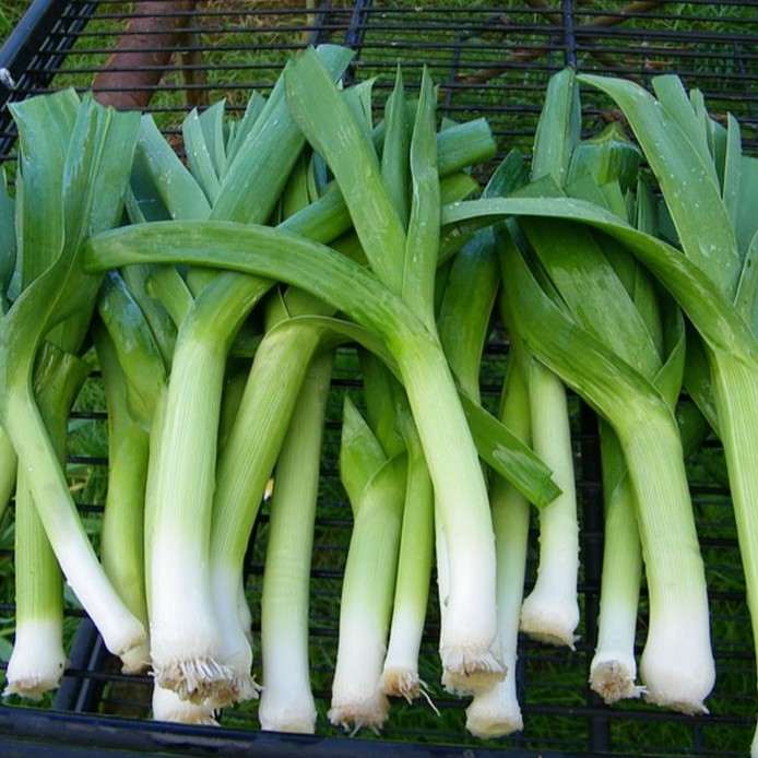 Hạt giống Hành Baro - Tỏi Tây PSV104 | Phởms Market