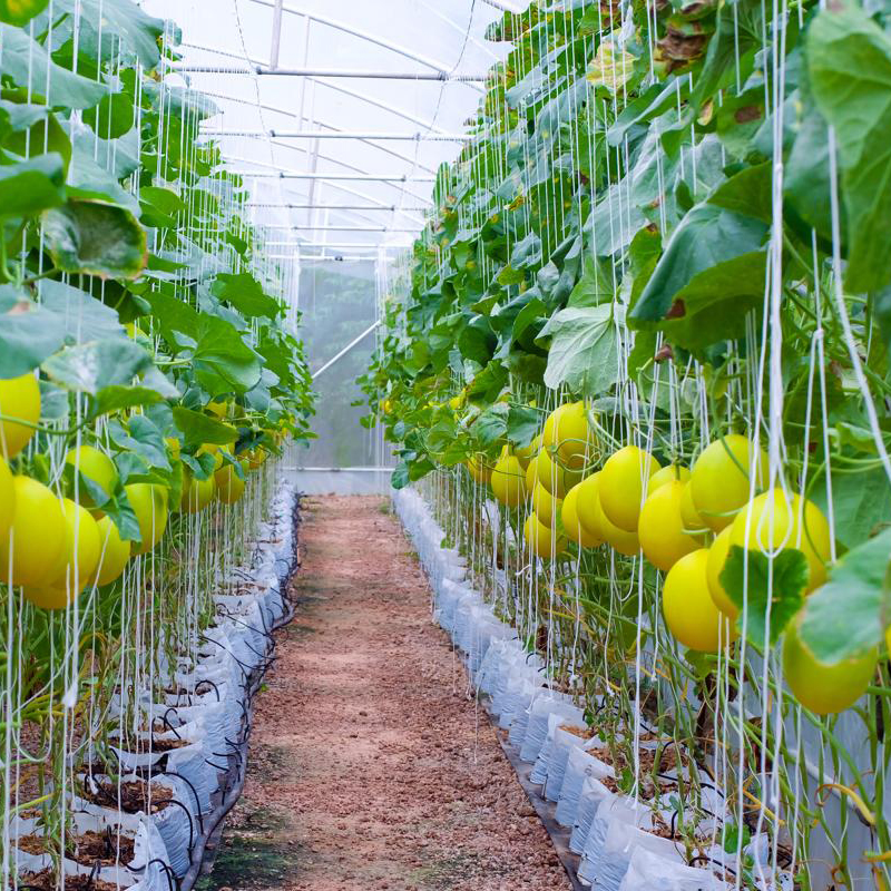 Hạt giống dưa Kim Cô Nương - Gói 10 Hạt