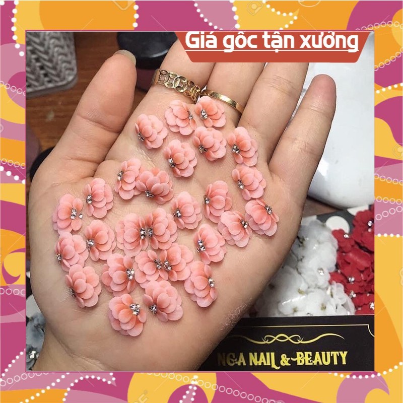Cúc tầng bột mỹ (hoa bột đẹp ) hoa bột giá sỉ