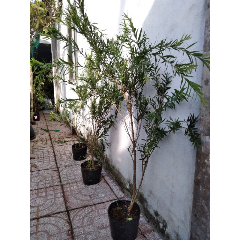 Cây hoa liễu siêu hoa