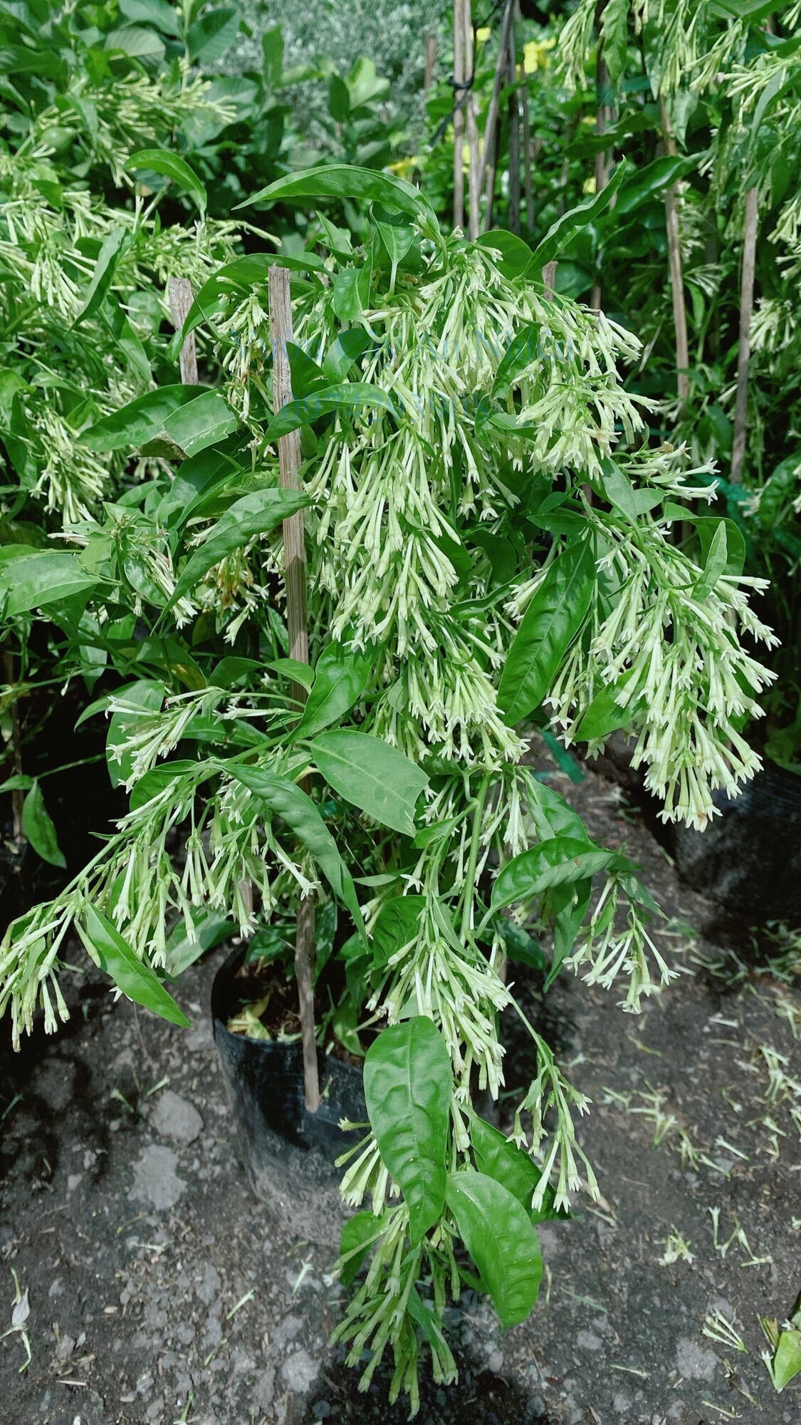 Cây Dạ Lý Hương