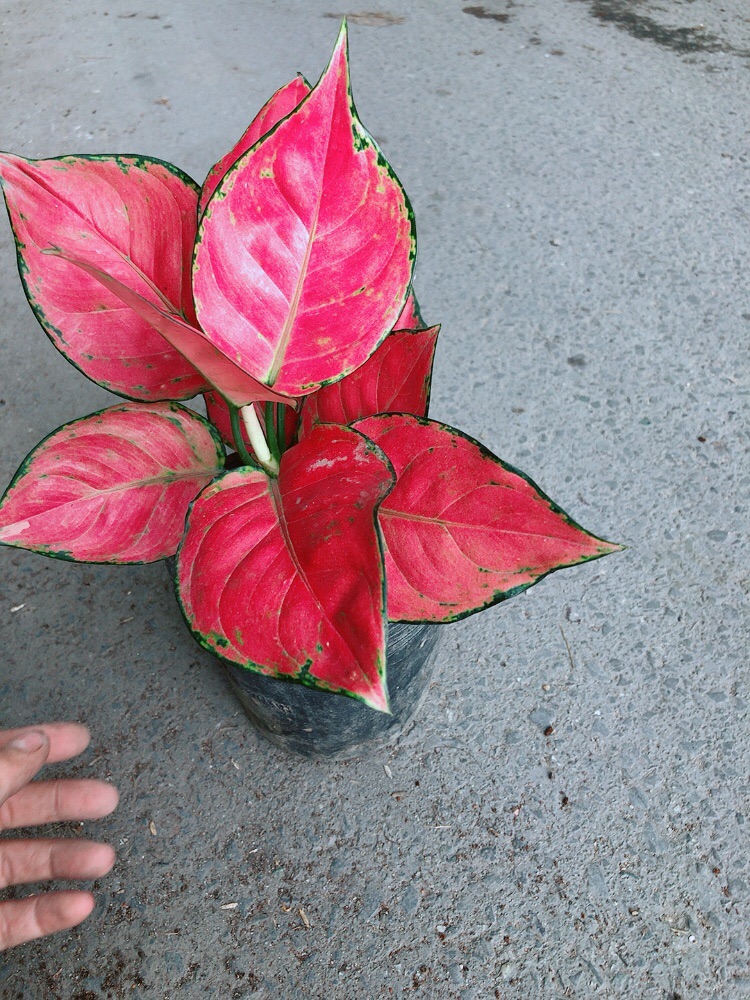 [HCM]Vạn Lộc Đỏ