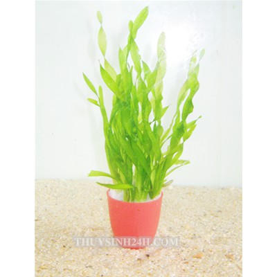 Cây Thuỷ Sinh Hẹ Xoắn (15 Cây)