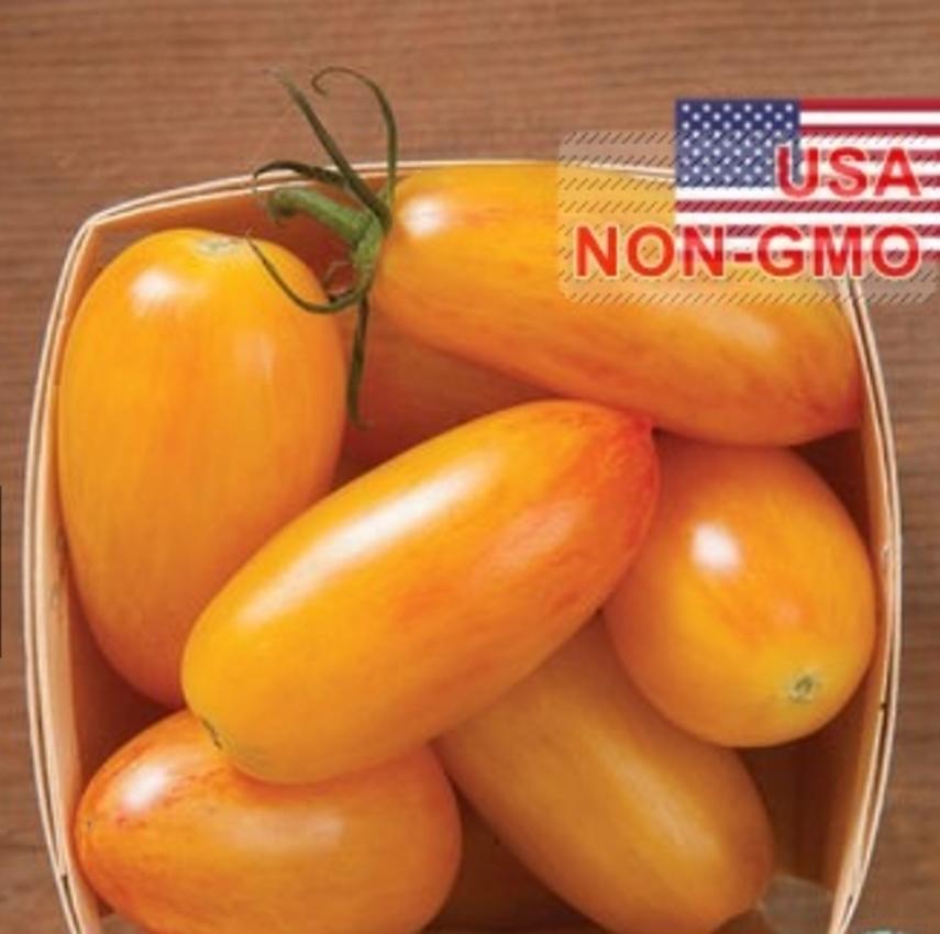 Hạt Giống Cà Chua - Đỏ Mặt (Solanum lycopersicum)