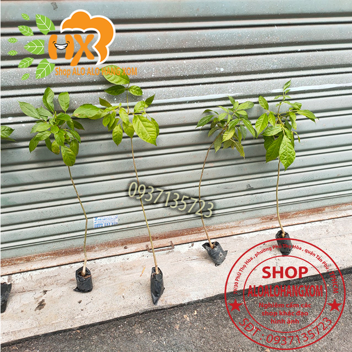 combo 5 cây kèn hồng cây giống