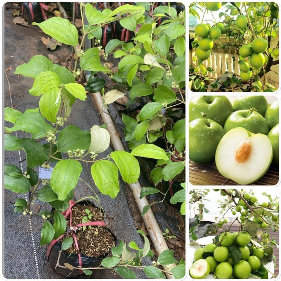 Cây giống táo thái lan siêu sớm.