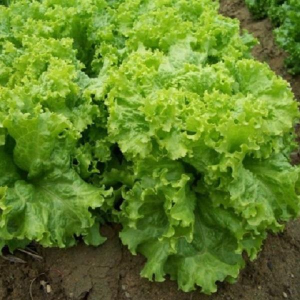 [Mới] - Hạt giống rau xà lách chịu nhiệt