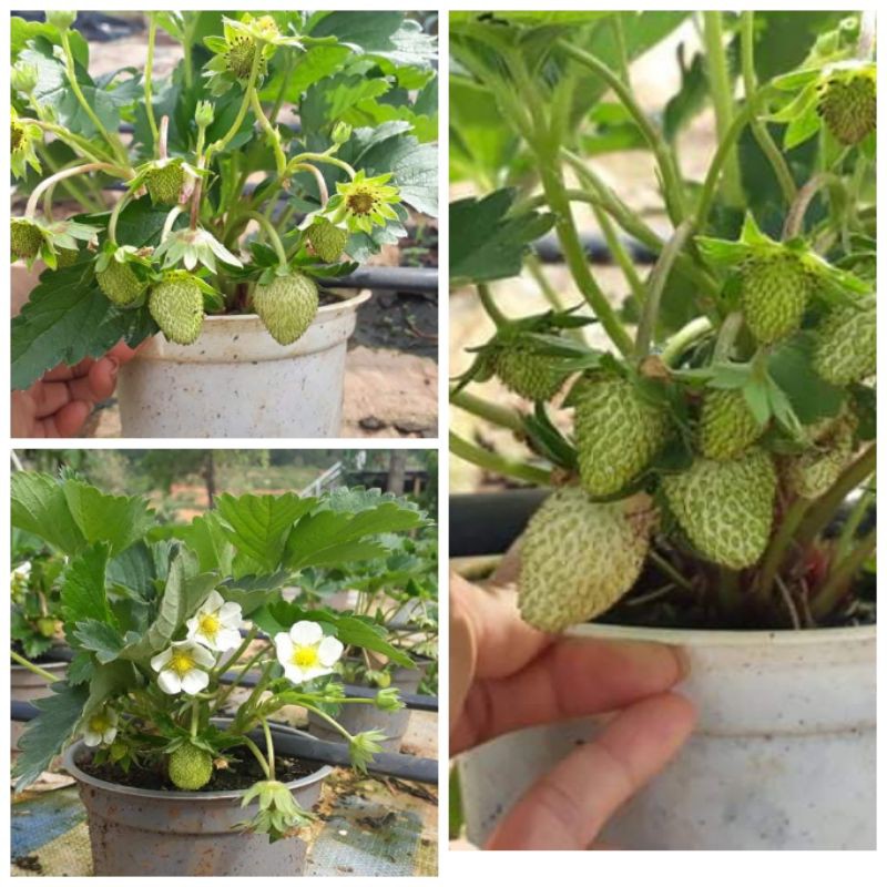 cây dâu tây đang hoa và quả