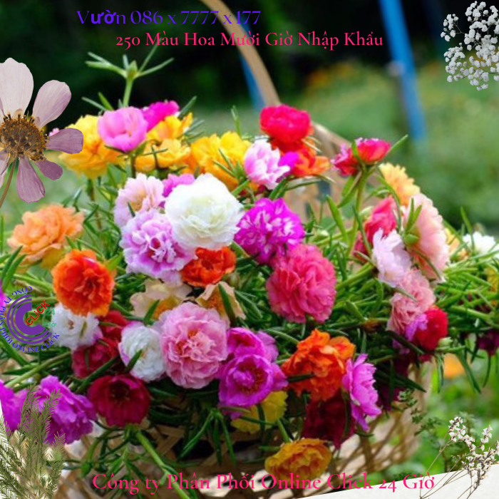 ️1 ký cành giống hoa mười giờ đẹp 🍃️ hoa mười giờ mới nở cả ngày