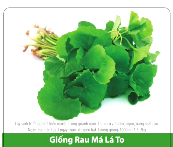 [HCM]Hạt Giống Rau Má Lá To I gói 1gram