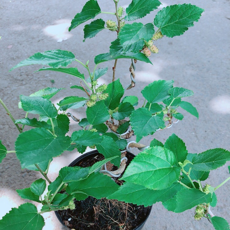 Cây Dâu Tầm Bonssk