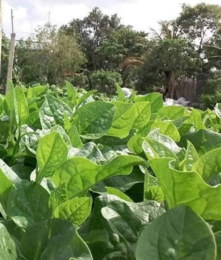 Hạt giống rau mồng tơi TRANG NÔNG