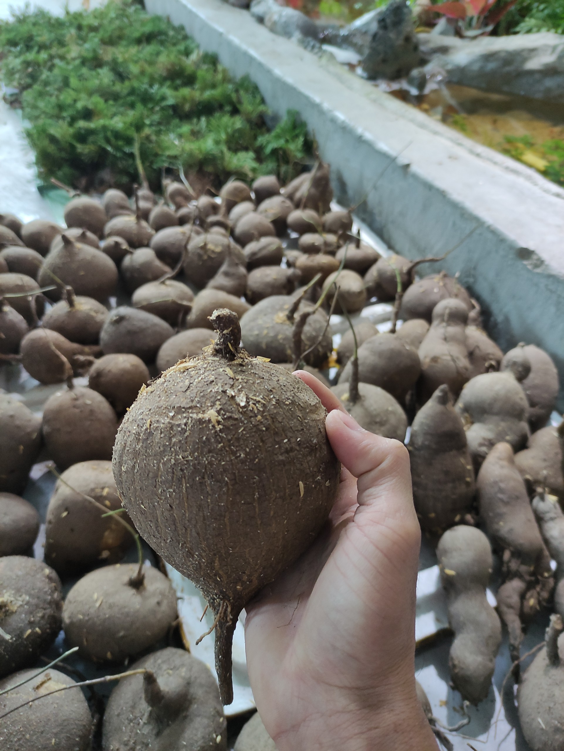 Củ bình vôi