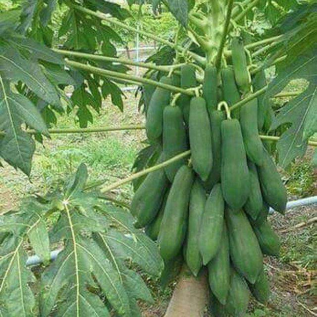 [HCM]Gói 5 Hạt giống đu đủ lùn Đài Loan F1 Ruột Vàng