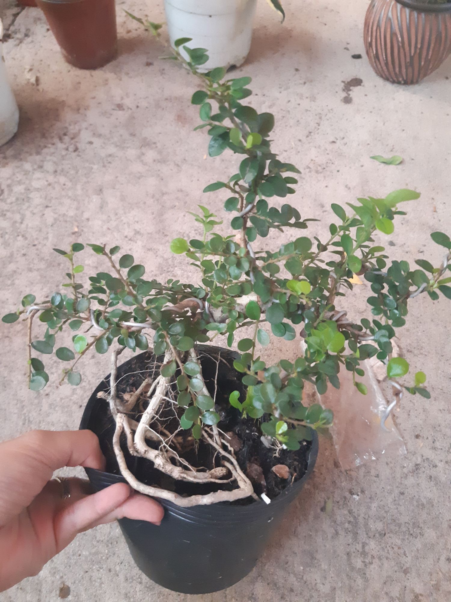 Cây sam trái bonsai mini