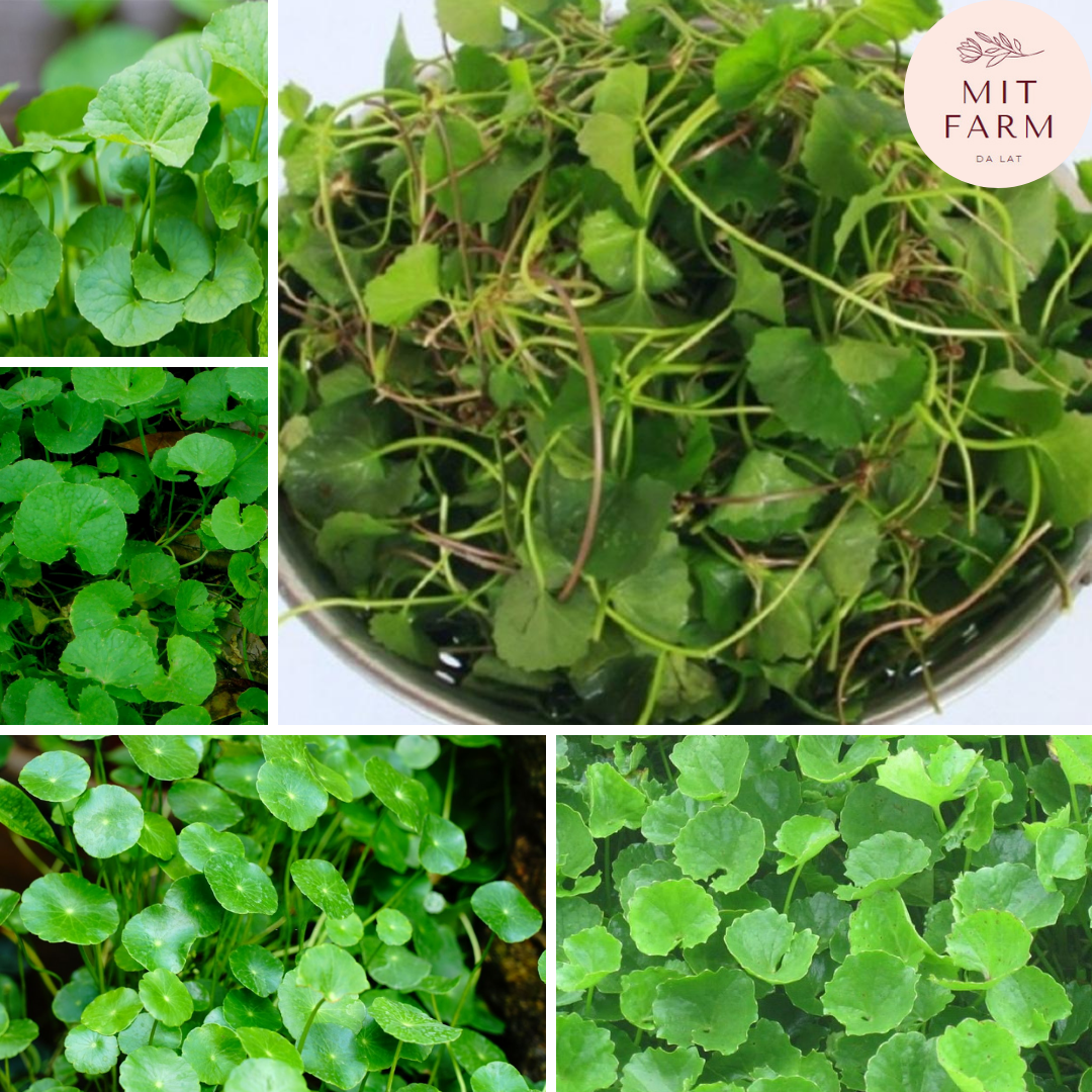 Hạt giống Rau má lá nhỏ