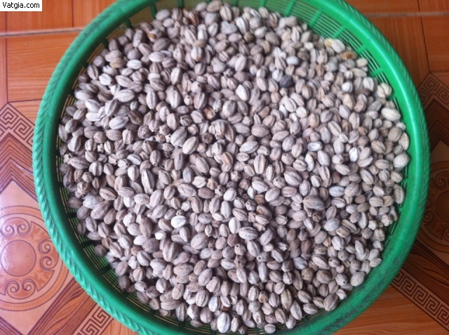 500 gram hạt giống cây xoan ta.