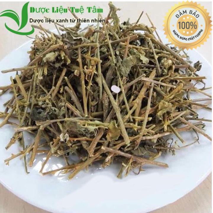 Cà gai leo - cà gai leo đạt chuẩn gacp - who