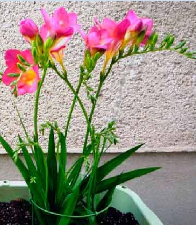 Củ hoa lan nam phi hoa màu hồng ( 1 củ kèm 1 viên nén ươm củ)