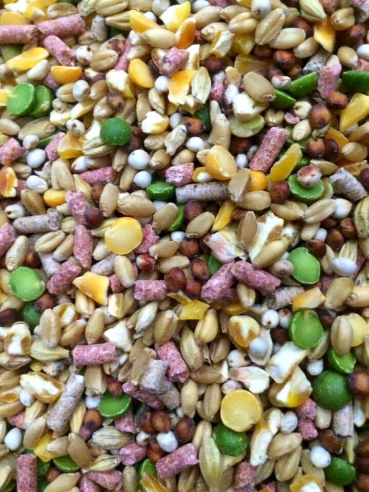 [HCM]Ngũ cốc gà đá dành cho gà tơ 1kg.