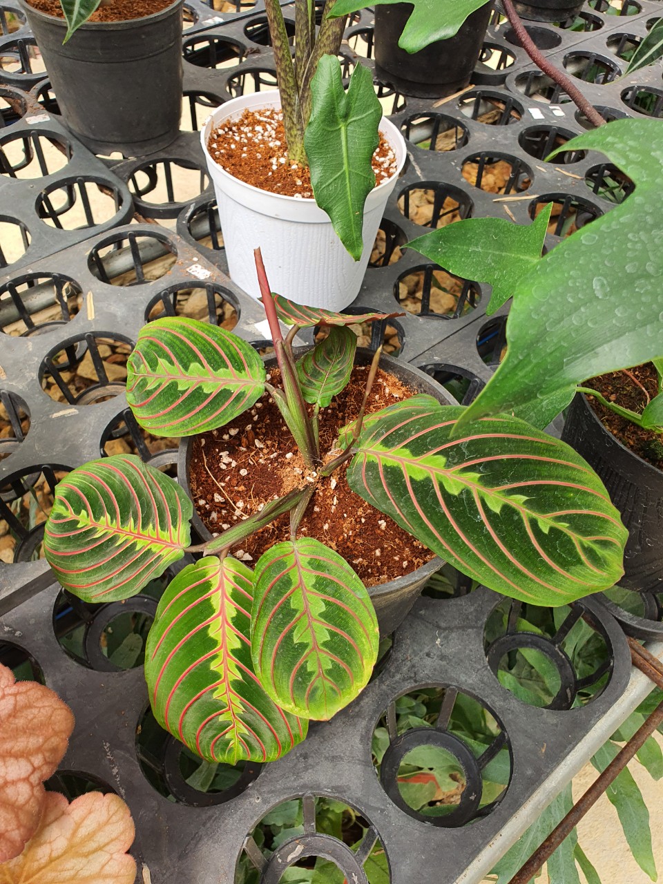 Công xương cá_ Calathea prayer.