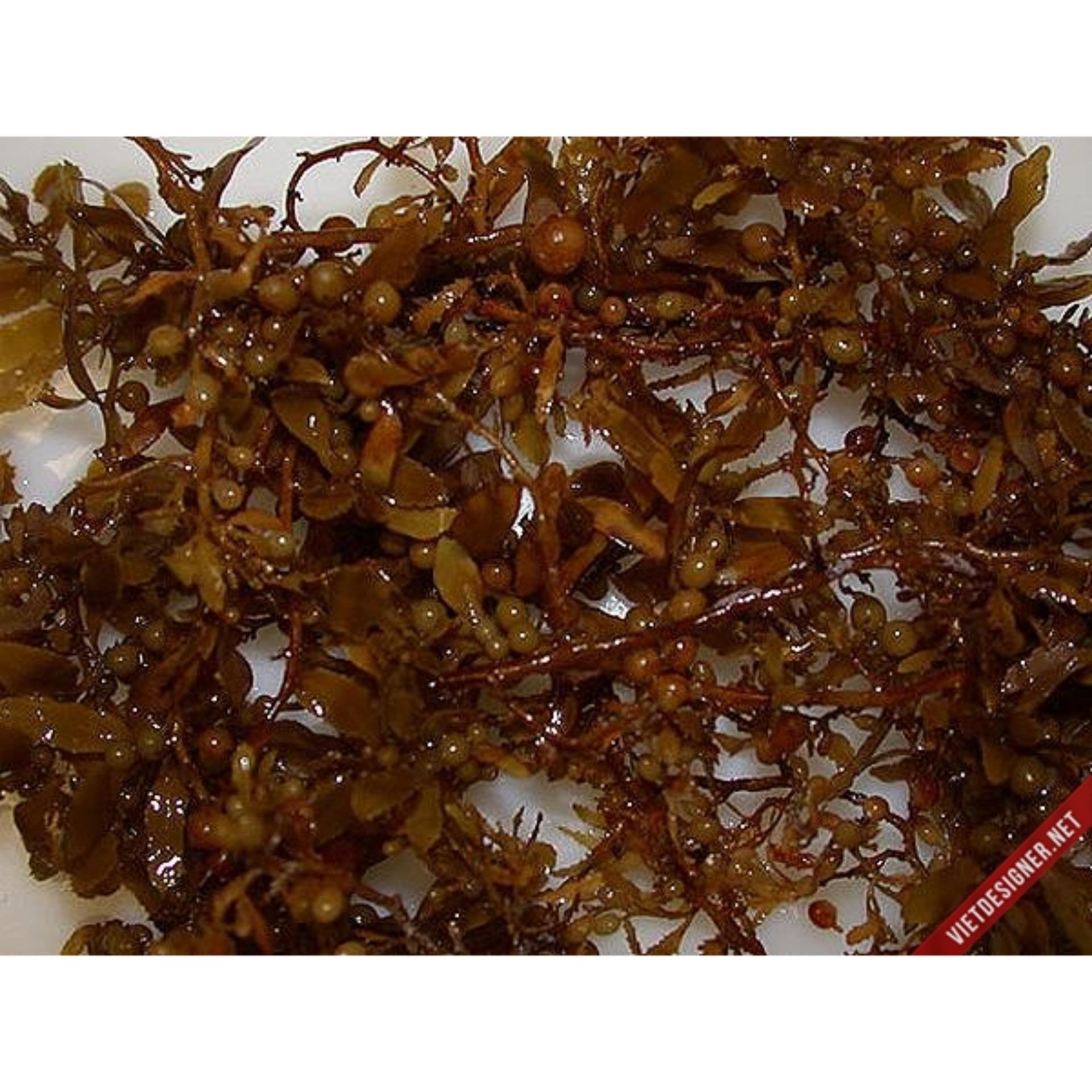 Rong biển bông cúc nấu nước sâm mát