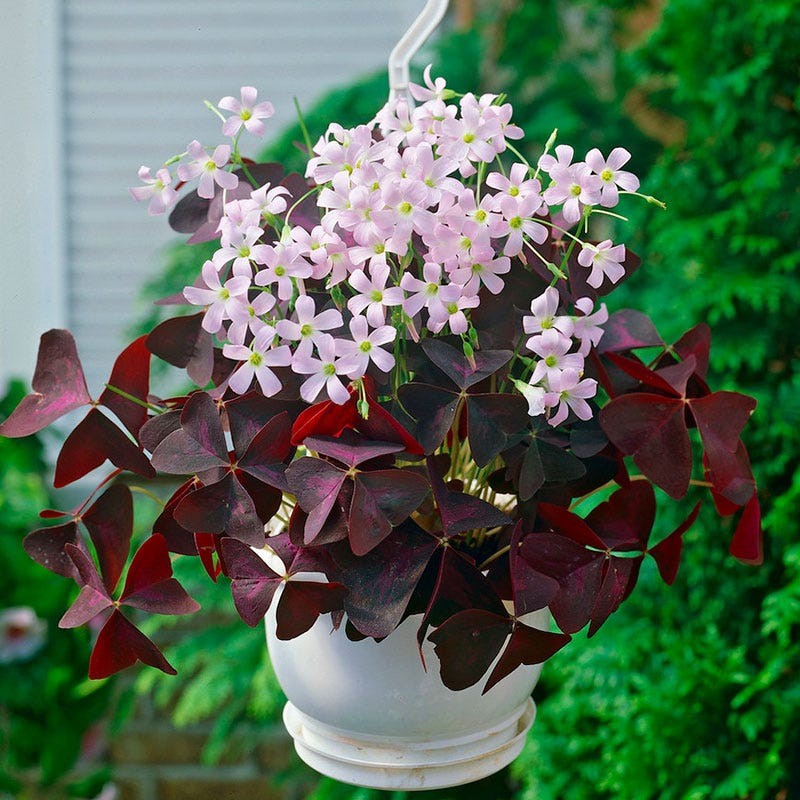 Comho 10 Mothflower Seedlings (Easy to Grow, Grow Anywhere, Strong Growth)