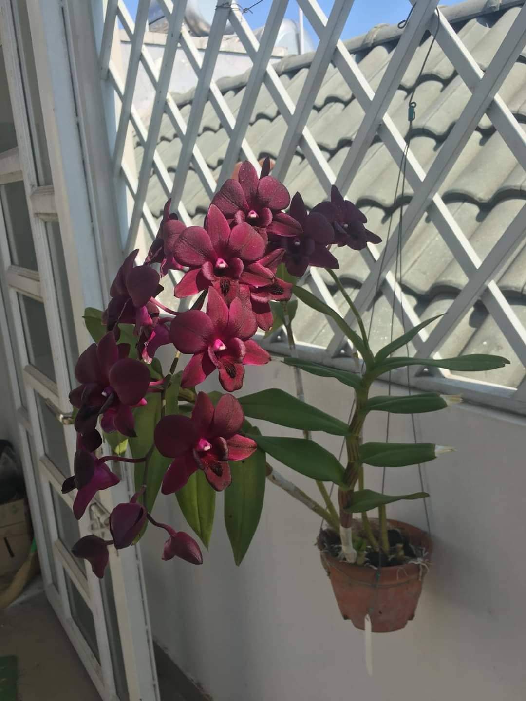 Hoa lan ngọc trai đỏ
