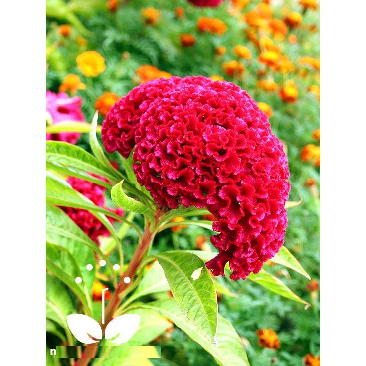 Hạt hoa mồng gà búa màu đỏ - gói 0,1 gram