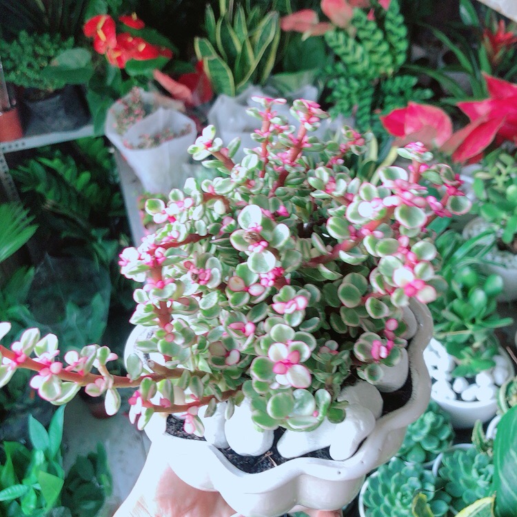 Chậu Cây Cành Vàng Lá Ngọc Thân Cổ Thụ