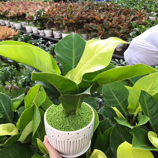 [Cây phong thủy] Trầu bà đế vương vàng - CayGiongTot